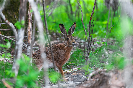 野兔坐在绿草中哺乳动物野生动物场地灰色花园棕色兔子天兔绿色毛皮图片