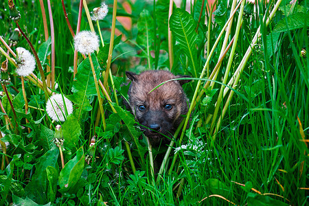 灰狼熊在草地上捕食者猎物灰狼野生动物哺乳动物小狗幼兽婴儿动物群荒野图片