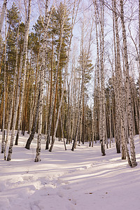 冬季伯尔赫林公园景观天空树木蓝色环境白桦林晴天阳光松树图片