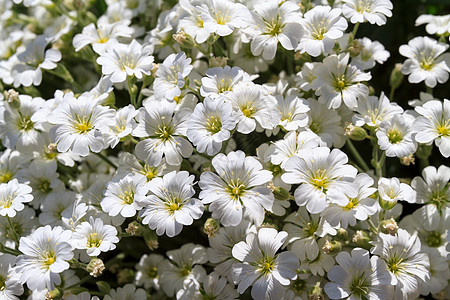 在阳光明媚的一天 野白花在田地上草本植物花园草地季节疗法植物团体晴天场地野花图片