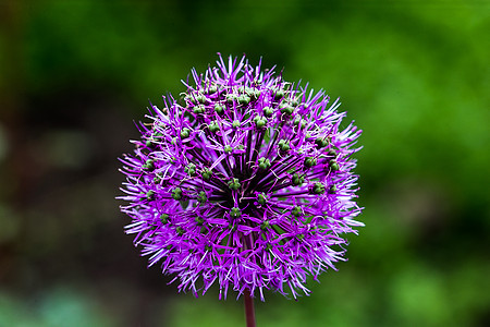 洋葱花绒球季节韭菜植物洋葱紫色植物群花园灯泡绿色图片