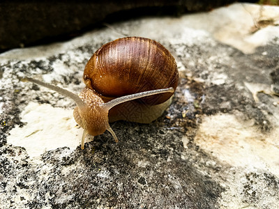 树上的钉子棕色蜗牛粘液野生动物幻灯片生物学花园孤独杨梅图片