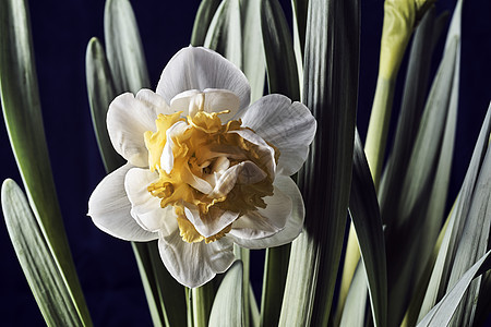 特写白色和黄色的Narcissus花朵绿色叶子花瓣植物植物群图片