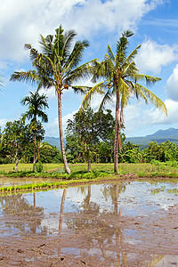 印度尼西亚爪哇岛热带风貌场地农村草地树木图片