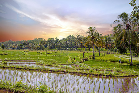 爪哇一市农村的稻田农业地貌景观自然绿叶植物绿色背景旅游椰树阳台梯田日落图片