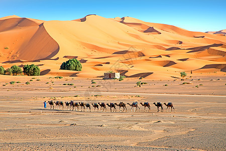 摩洛哥Erg Shebbi沙漠的骆驼四个人寂寞游客沙丘旅游文化旅行护航家畜运输图片