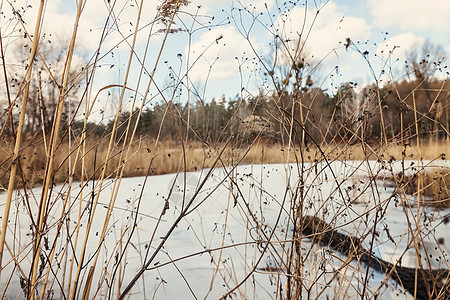 穿过干燥的黄草 雪覆盖的湖泊 森林太阳甘蔗蓝色场景植物天空天气沼泽草地阳光图片