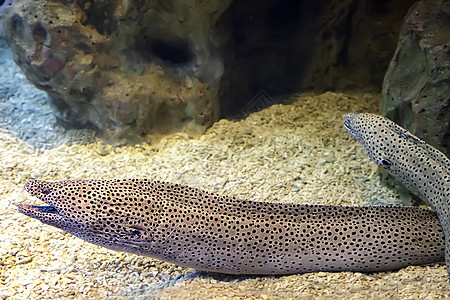 水族馆里有盐水鱼类莫雷海尔异国海藻海鱼牙齿旅行海鳗情调海洋珊瑚动物图片