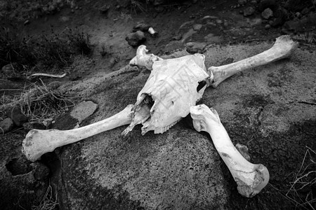 马头骨和骨头颅骨哺乳动物海盗荒野死亡公园牙齿危险地面沙漠图片