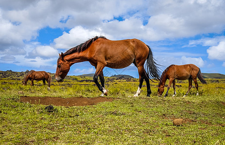 东岛野外的马匹图片