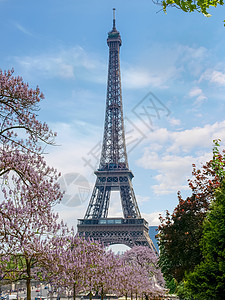 艾菲尔铁塔 春天在茂盛的树丛中图片