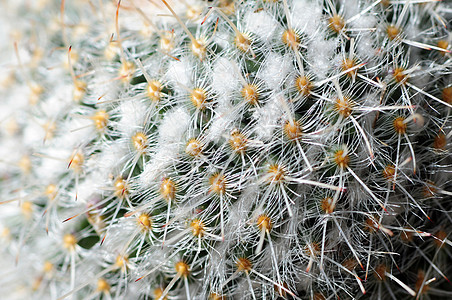 Cactus 宏相片背景图片