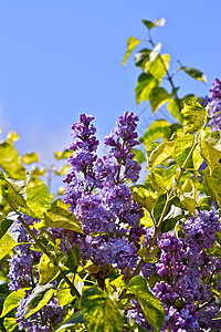 花花园叶子花朵天空园艺紫色植物灌木图片