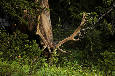 鹿喇叭荒野动物山脉鱼子树木森林岩石公园狍子图片