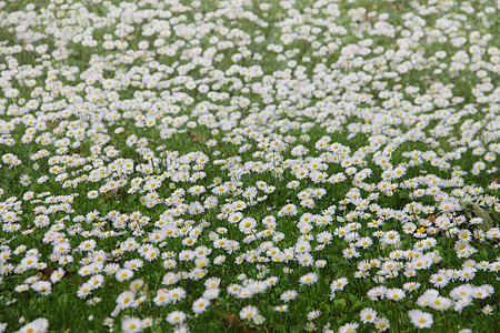 草地上的白花朵甘菊乡村雏菊洋甘菊植物白色绿色花园图片