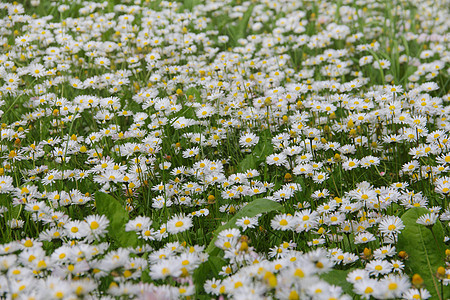 草地上的白花朵花园白色乡村雏菊洋甘菊植物甘菊绿色图片