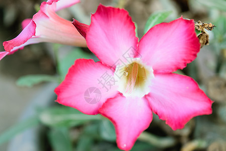 沙漠玫瑰花花植物粉色绿色热带花园百合沙漠美丽红色玫瑰图片