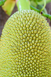 树上的胡桃绿色食物物群菠萝蜜叶子水果热带图片