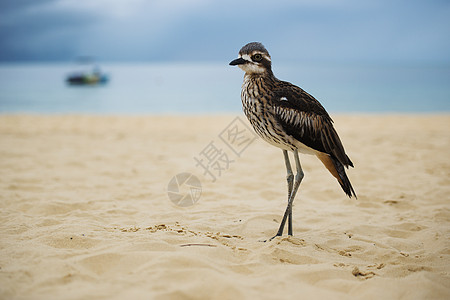 布希在海滩上躺着的石块麻鹬野生动物灌木荒野鸟类图片