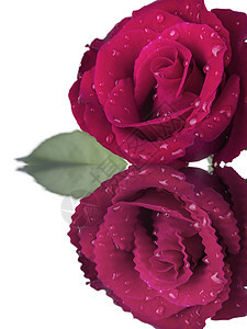 玫瑰植物植物群美丽礼物红色白色花瓣图片