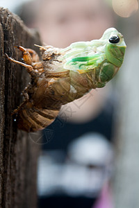 熔化岩浆野生动物生物翅膀荒野半翅目动物若虫骨骼昆虫总科图片