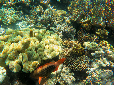 大堡礁海底水下观点组织生物海洋生物盐水红色反射荒野障碍珊瑚海洋图片