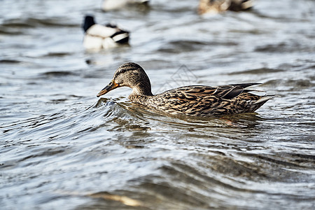 漂浮在湖上的女性野鸭池塘动物公园鸭子图片