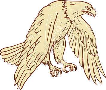 白头鹰展翅下画插图野生动物画线草图艺术品翅膀刮板猎物白头鹰飞行图片