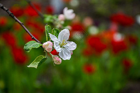 花园里露着春花梨的风景水果太阳园艺花瓣花粉枝条植物群植物叶子季节图片