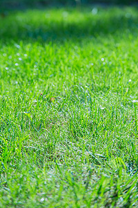 绿色春天或夏天草背景场地公园土地墙纸植物生长花园植物群草原地面图片
