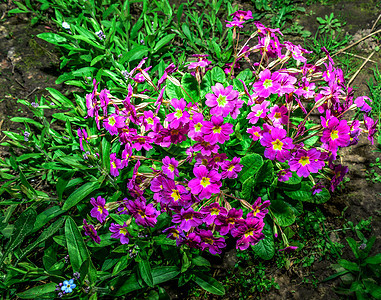 春天的花园里 有花朵床和鲜花长春花艺旅行团体花瓣季节花坛区系场地公园花盆图片