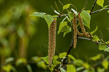 春日 索非亚 用银树或贝图拉阿尔巴的种子和叶子串在一起图片