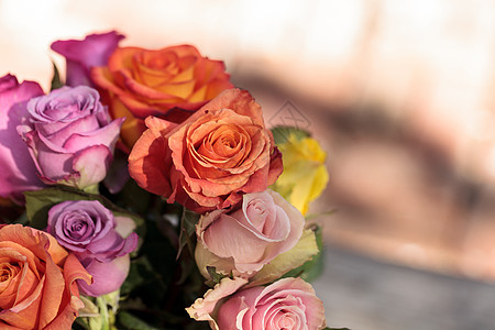 彩色彩虹中的玫瑰粉色花园花束红色植物黄色橙子紫色图片