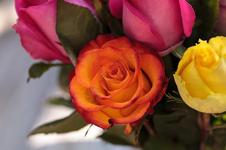 彩色彩虹中的玫瑰橙子植物黄色花园紫色花束红色粉色图片