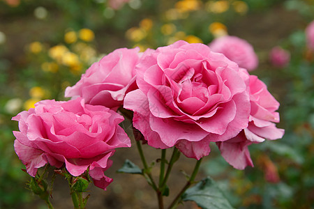 保加利亚玫瑰绿色的三朵粉红玫瑰背景