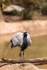 迪米亚起重机动物鸟类野生动物羽毛图片