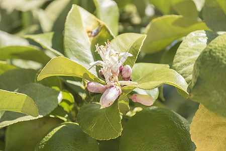 柠檬在春天开花花粉花瓣热带晴天雌蕊国家果园花园种植园水果图片