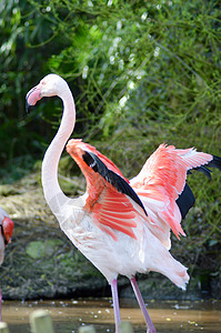 粉红色火烈鸟的孔斗图片