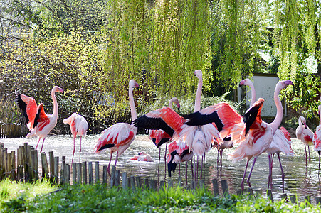 粉红火烈鸟集团异国红色动物园动物群脖子国家团体白色热带火烈鸟图片