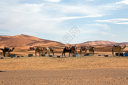 摩洛哥Erg Shebbi沙漠的骆驼旅游文化沙丘家畜寂寞动物单峰游客运输旅行图片
