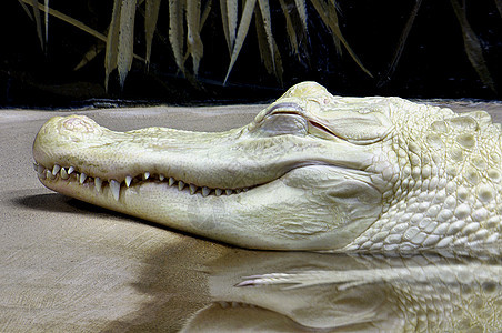 Albino 阿尔比诺鳄鱼图片