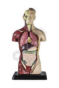 人类解剖模型白色解剖学药品长肌身体健康二头肌男性伸肌男人图片