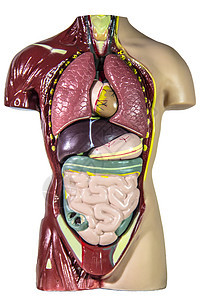 人类解剖模型内收肌白色身体二头肌健康男性器官桡骨长肌伸肌图片
