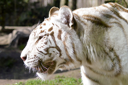 白色老虎的外观眼睛蓝色猫科捕食者哺乳动物食肉动物野生动物丛林条纹图片