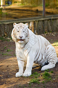 白色老虎的外观野猫眼睛食肉愤怒哺乳动物丛林动物毛皮橙子野生动物图片