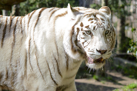 白色老虎的外观橙子哺乳动物愤怒条纹野生动物荒野猎人危险动物园动物图片