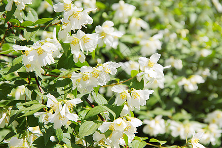 花朵盛开的茉莉花白色衬套叶子植物花园绿色茉莉图片