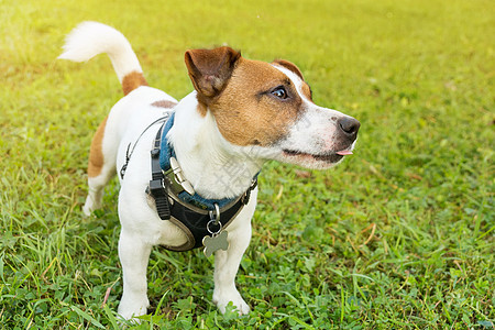 狗在草地上行动棕色猎犬小狗跳跃公园乐趣速度白色宠物图片