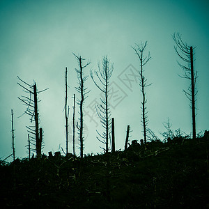 火灾后死森林图片