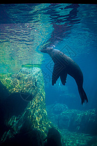 海下水观海狮图片